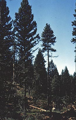 Image of trees in a forest.