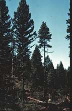 Image of trees in a forest that links to a more detailed image.><font color=