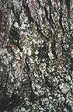 Image of bark on a douglas fir.