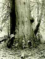 Image of some loggers sitting around an old tree.