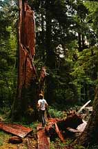 Image of a large broken tree called a snag.  This image links to a more detailed image.