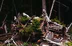 Image of a nurse log that links to a more detailed image.
