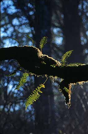 Image of a plant growing off of a tree branch.