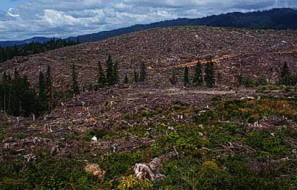 Image of a clearcut in the Olympic National Forest, Washington.