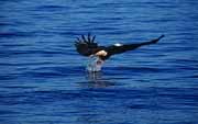 Image of a bald eagle catching a fish to feed newly fledged young.  This image links to a more detailed image.