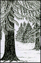 Image of some redcedar-hemlock trees.