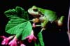 Image of a green frog sitting on a branch.  This image links to a more detailed image.