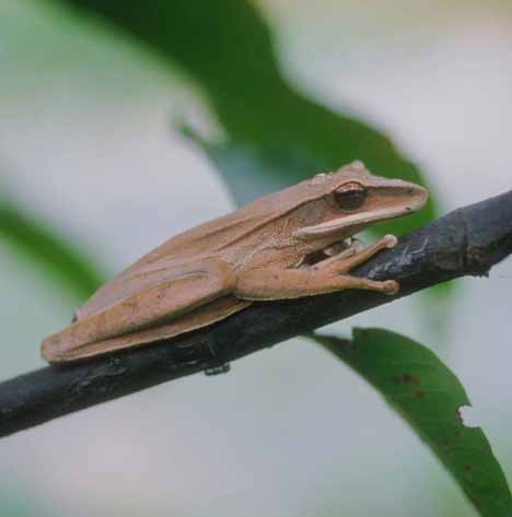 Image of a brown frog sitting in a tree.