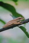 Image of a brown frog sitting in a tree.  This image links a more detailed image.