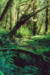 Image of a rainforest.  This image links to a more detailed image.