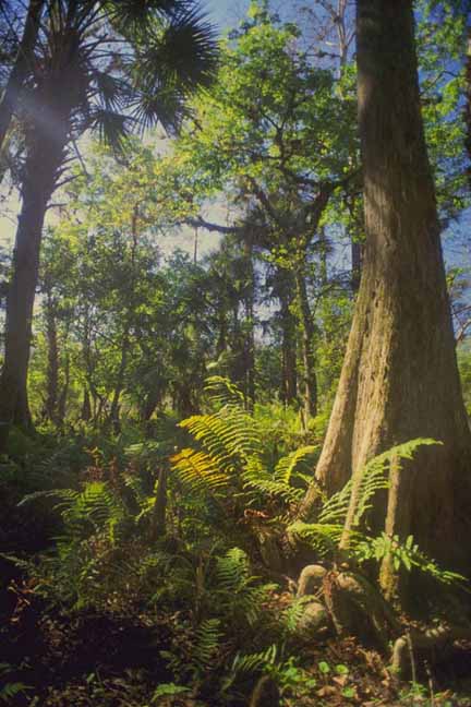 Image of a rainforest.