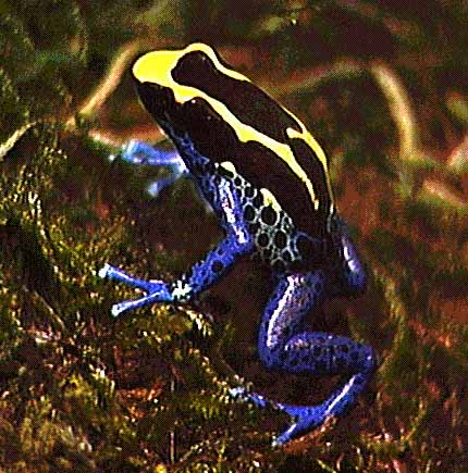 Image of a blue dart frog.