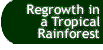 Button that takes you to the Regrowth in Tropical Rainforest page.