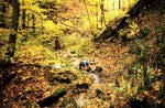 Image of a first-order stream in a forested area of the Wheeling Creek watershed. This image links to a more detailed image.