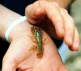 Image of a decopod crustacean, or 'crawdad.'