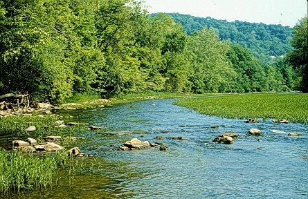 Image of some grassy water near the Ohio River.