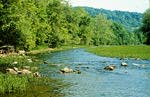 Image of some grassy water near the Ohio River.  This image links to a more detailed image.