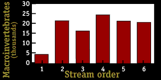 Image of a graph that displays the macroinvertebrates per stream order.  Please have someone assist you with this.