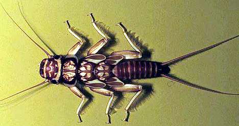 Image of a perlid stonefly.