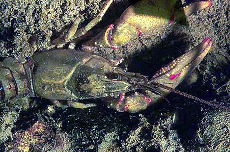 Image of a decopod crustacean (crawdad).