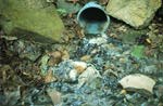 Image showing untreated household sewage entering Little Wheeling Creek.  This image links to a more detailed image.
