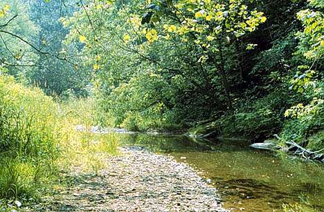 Image of Site 92: a fourth-order stream sampling site on Enlow Fork of Big Wheeling Creek.