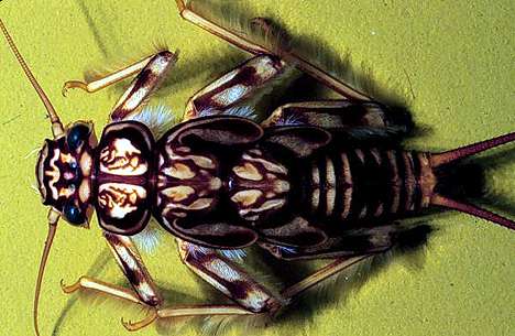 Image of a predacious stonefly.