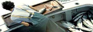 Image of a person cleaning fish on a boat.