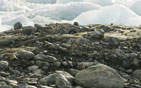 Image of ice field.
