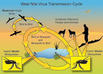 West Nile Virus Transmission Cyle