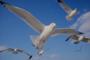 Image of seagulls flying through the sky.