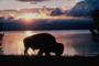 Image of a buffalo silhouetted against the sun.