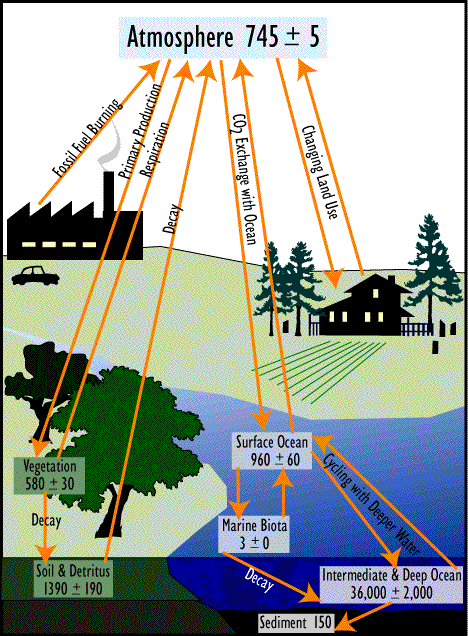 Image of a diagram which shows the carbon cycle.  Please have someone assist you with this.