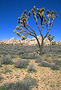 Image of a Joshua Tree National Park in the Mojave Desert in the Southwestern United States.