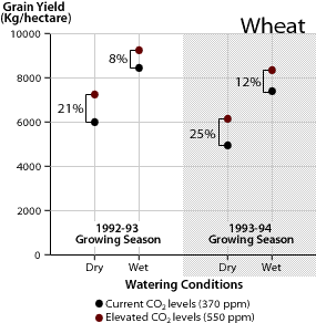 Image of a graph that displays the effects of water stress (not enough water) and increased concentrations of CO2 on wheat yield.  Please have someone assist you with this.