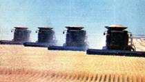 Image showing a fleet of combines harvesting wheat.