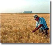 Image of a Kansas farmer checking wheat to see if it is ready to harvest.