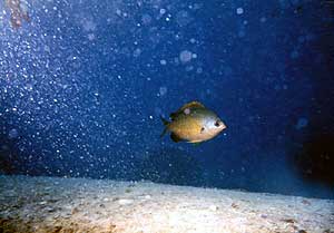 Image of a damselfish creating holes in the coral to eat.