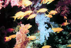 Image of a reef in the Gulf of Aqaba, an area of Red Sea prone to pollution.