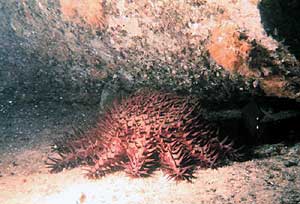 Image of crown of thorns starfish eating coral polyps.
