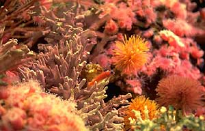 Image of coral providing a habitat for tropical fish.