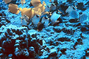 Image of reef fish in rocky coral reefs.