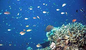 Image of plants and animals in coral reef of Borneo, Malaysia.