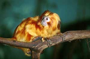 Image of Golden Lion Tamarin.