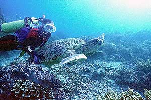 Image of green sea turtles.