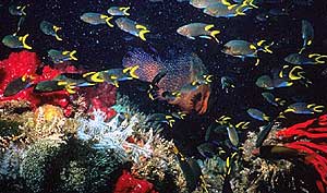 Image of many species of fish in the Great Barrier Reef.