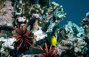 Image of a tropical fish taking shelter in a coral reef.
