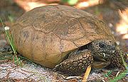 Image of a gopher tortoise.