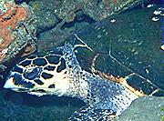Image of a Loggerhead turtle.