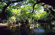 Image of some people canoeing on the St. Lucie River.
